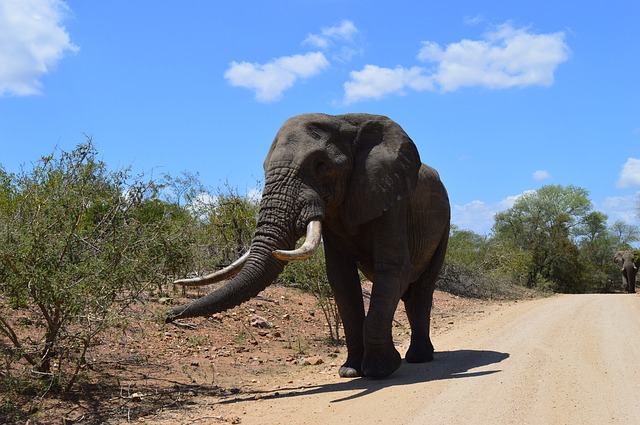 Slon v africkém parku